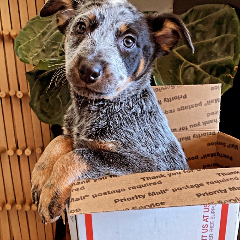 Pet friendly home! 🐾 - Picture 1 of 1